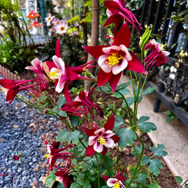 Columbine, Early Bird Burgundy & White