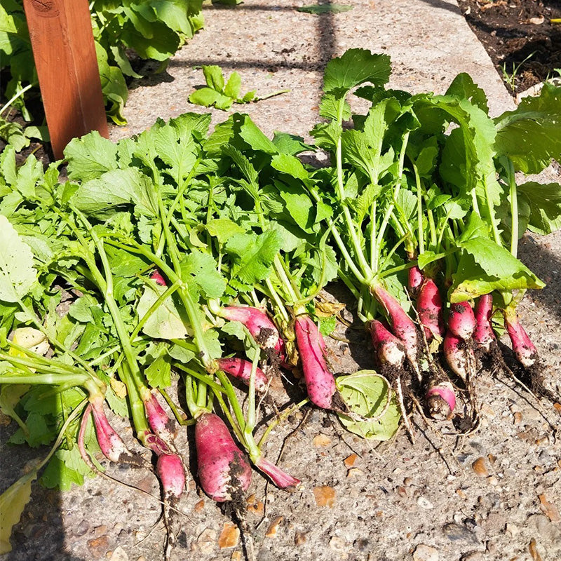 French Breakfast Radish Seeds