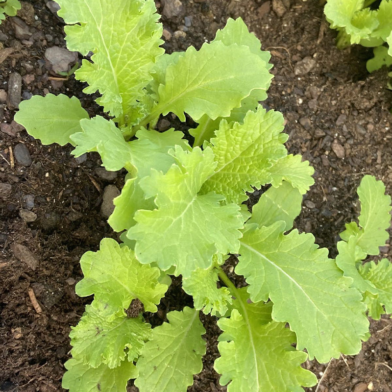 Heirloom Green Wave Mustard Seeds