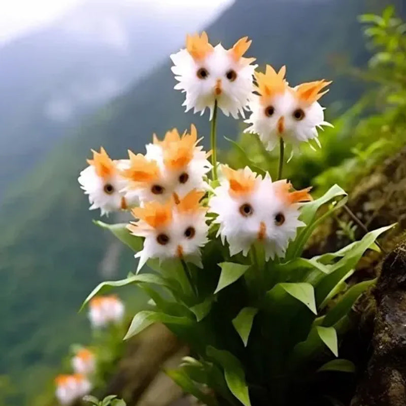 ¡Plantas asombrosas! El ojo de gato deslumbra