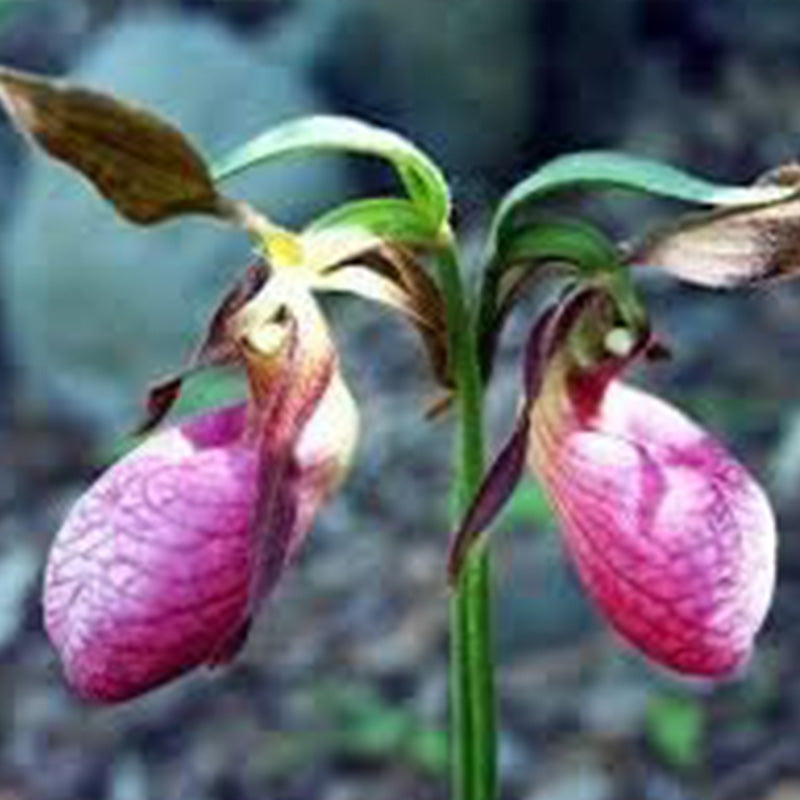 Amarilis de belleza rayada