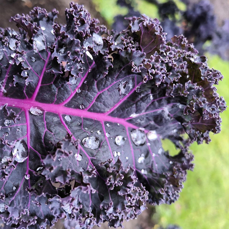 Red Russian Kale Seeds