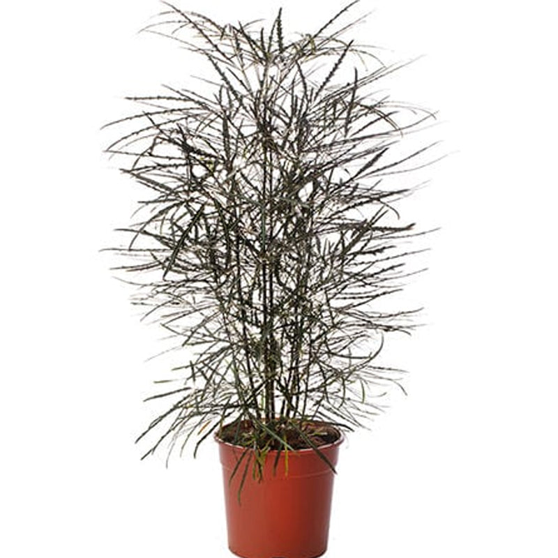 False Aralia, Dizygotheca Seed