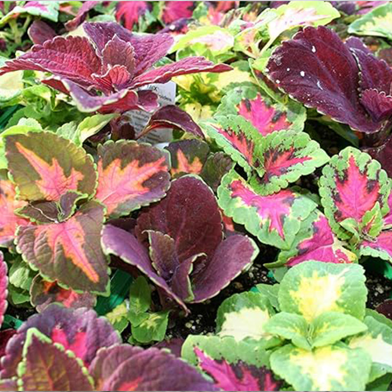 Rainbow Coleus Seeds for Home Flower Pots - Create a Colorful Oasis, Vibrant Blend Ideal for Planting - Elevate Your Garden with Colors
