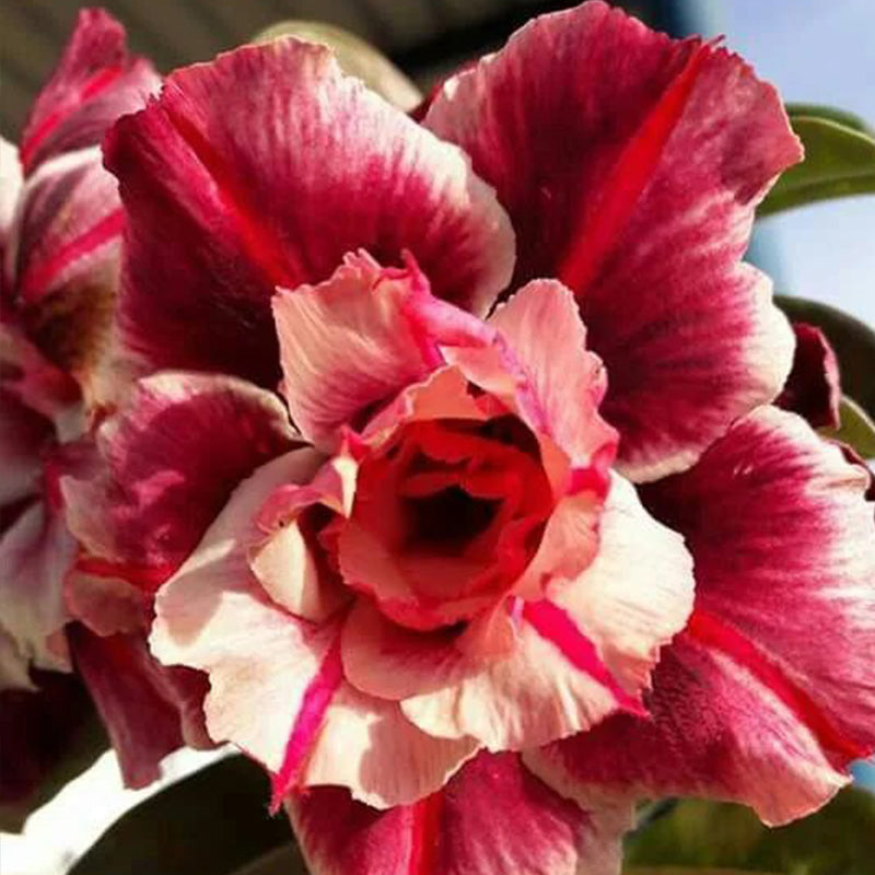 Adenium obesum Sugarism Seeds