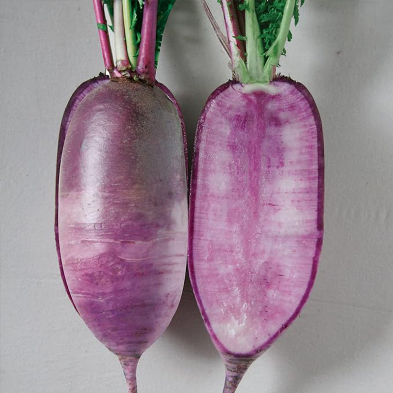 Semillas de rábano - Coreano - Bora King - Híbrido - Híbrido F1 - Vegetal de jardín asiático