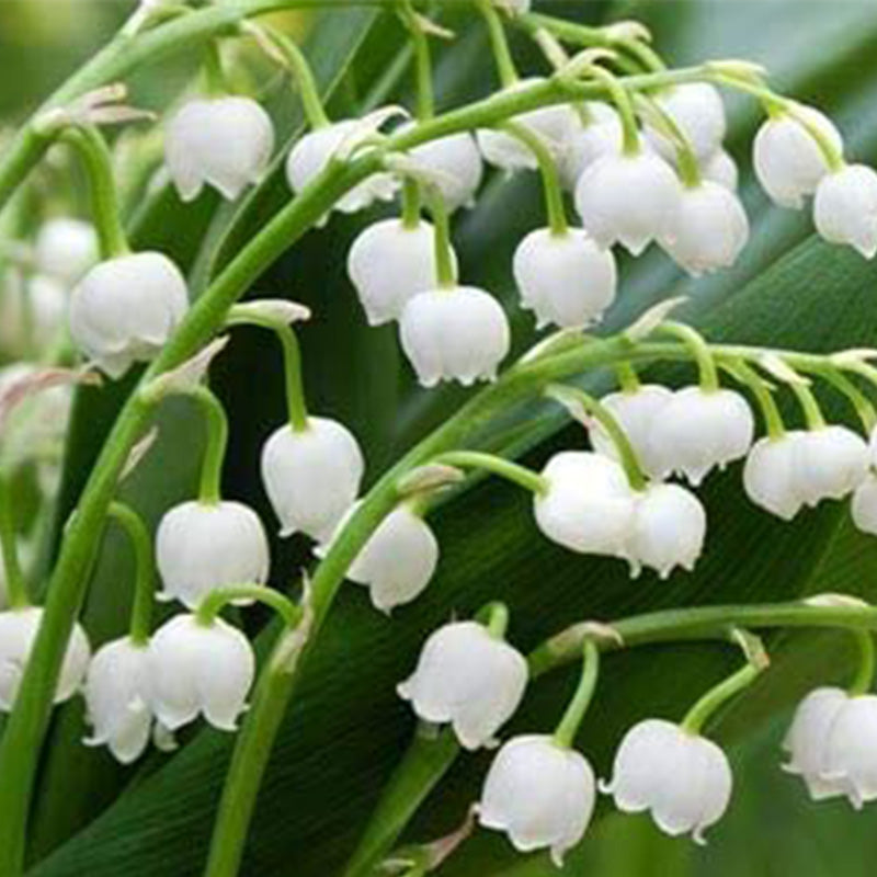 Lily of the Valley Seeds