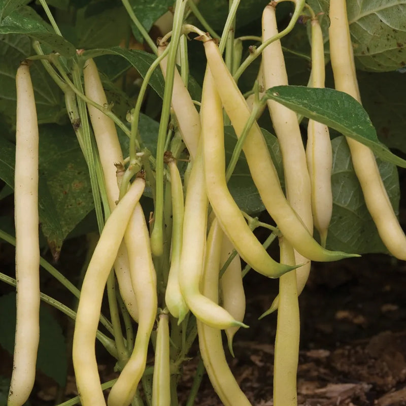 Bean, Bush, Mellow Yellow