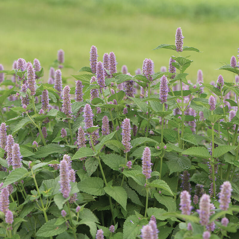 Anise Hyssop Herb Seed
