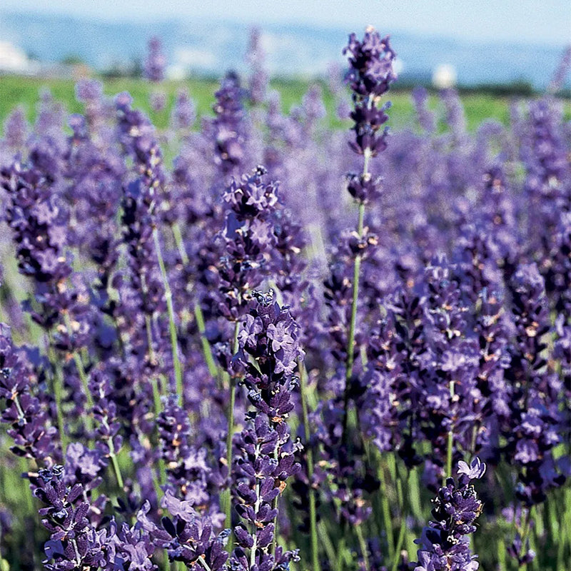 Lavanda, azul provenzal