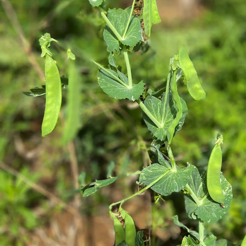 Morning-Dew Sugar Snap Pea Seeds