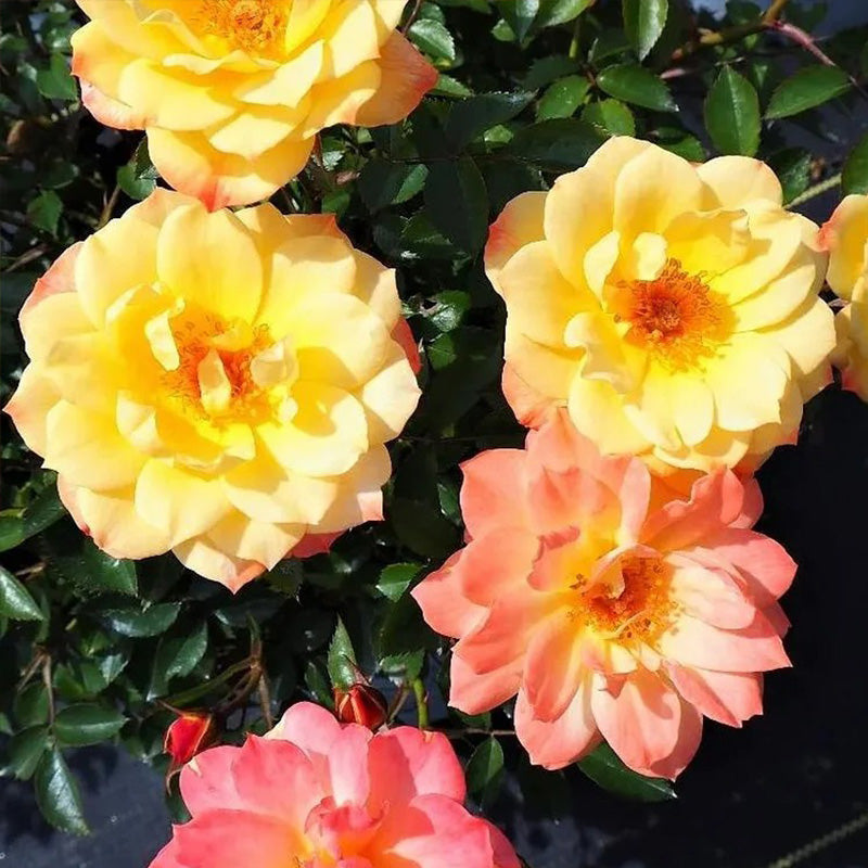 Italian Ice Rose Seeds