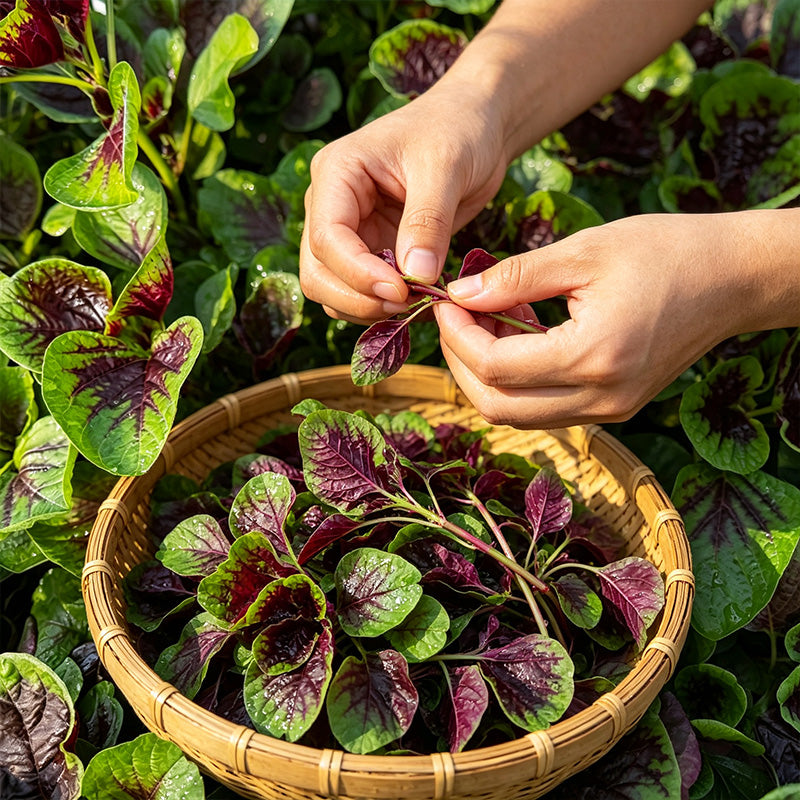 Red Amaranth (Amaranthus tricolor) Seeds