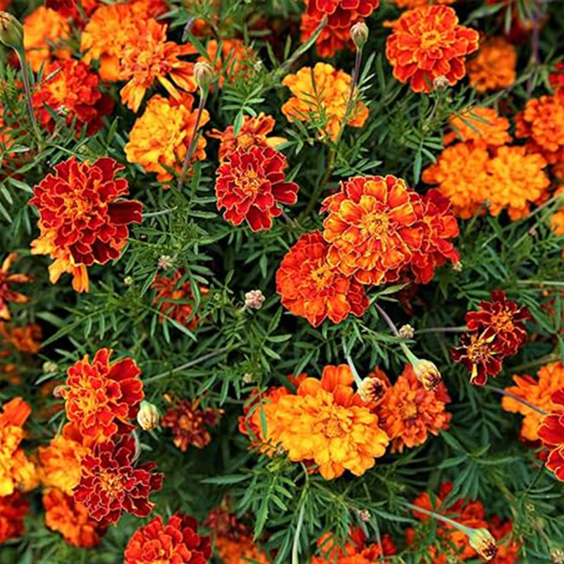 Marigold Seeds for Planting French Marigold Flower Seeds Mix