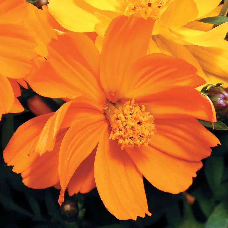 Cosmic Orange Cosmos Flower Seeds