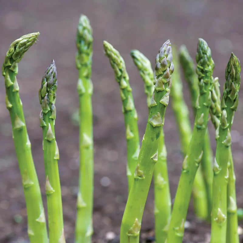 Asparagus, Mary Washington