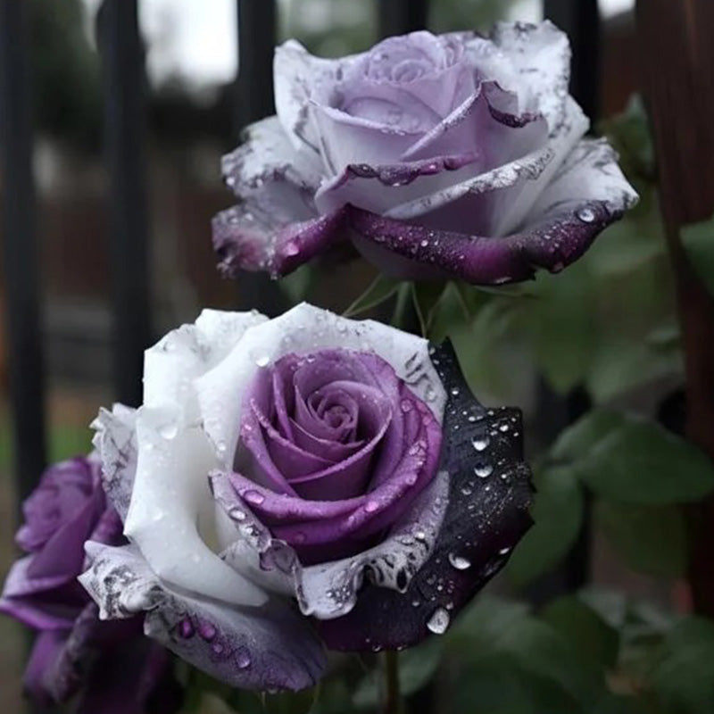 Rare Tricolor Rose 'Watercolor' Seeds