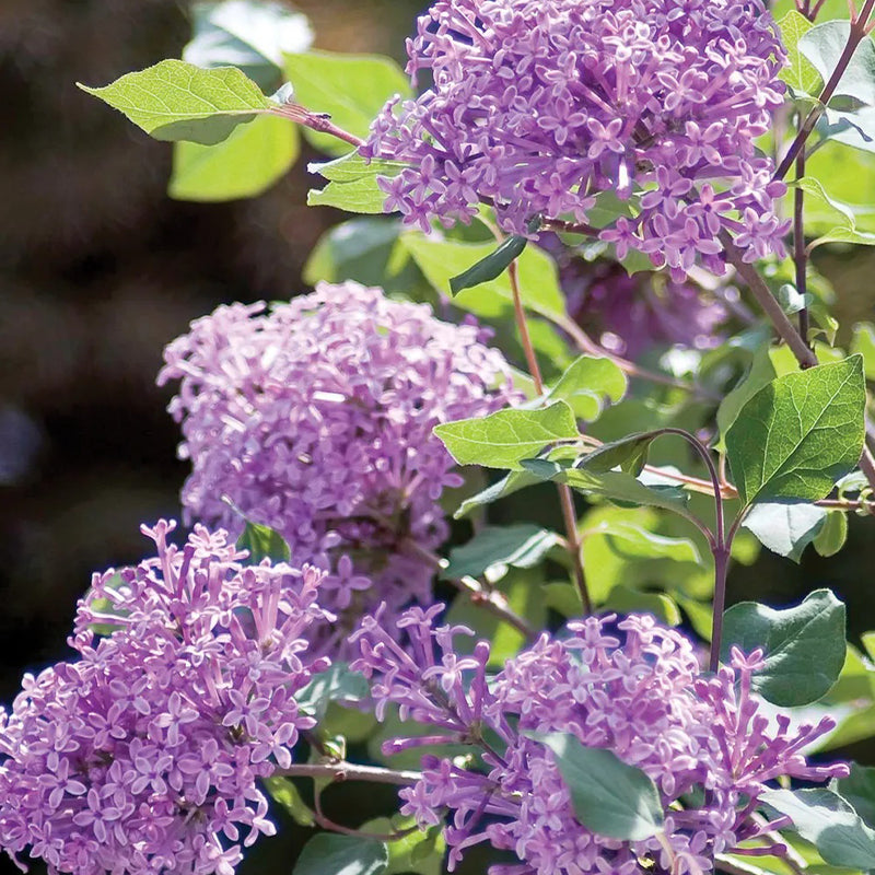 Lilac, Bloomerang Dark Purple PPAF