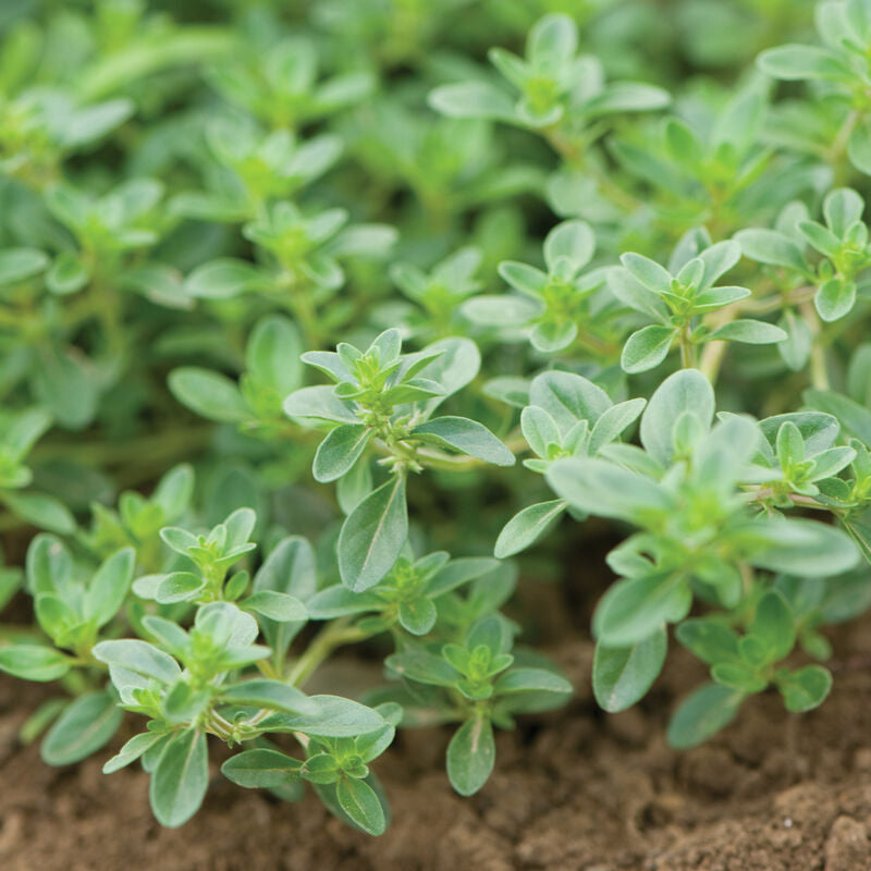 Semilla de tomillo rastrero