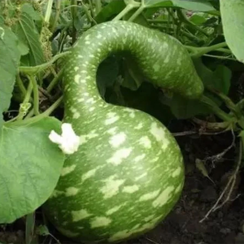 Rare Swan Speckled Swan Bottle Gourds Seeds