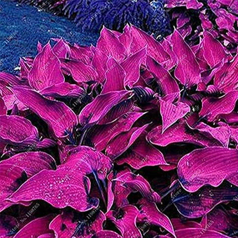 Mixed Hosta Seeds For Garden Plant