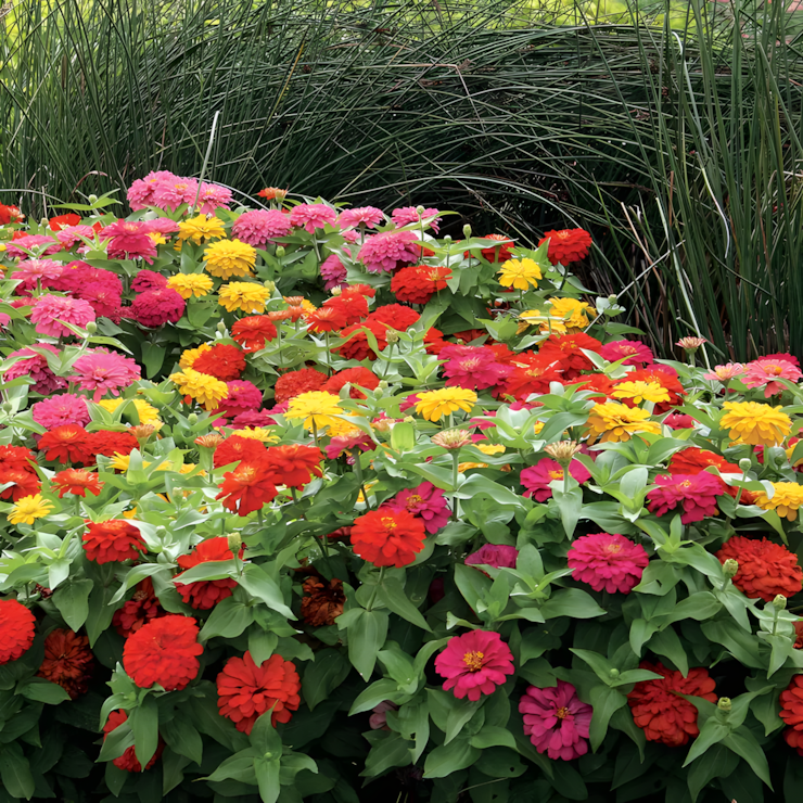 Magellan™ Mix Zinnia Seeds