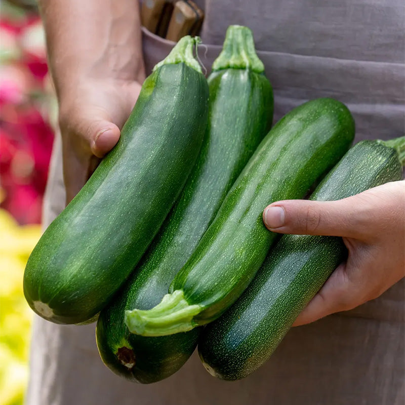 Squash, Summer, Fordhook Zucchini