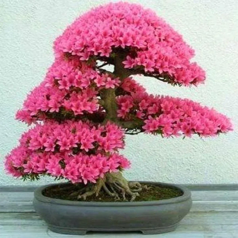 Cherry Bonsai Bonsai Tree Japanese New Blossoms Sakura seeds Flower Seeds