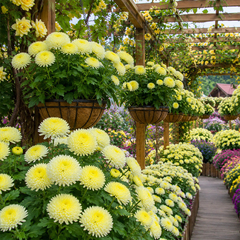 Lemon Yellow Needle Aster (Callistephus chinensis) Seeds