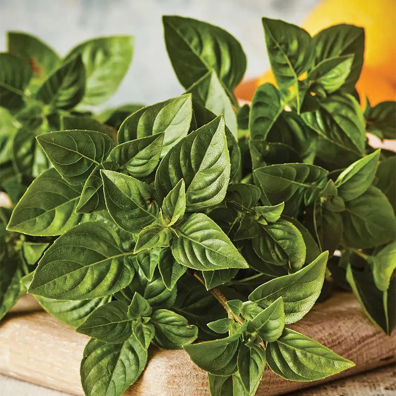 Basil, Lemon scented, Limoncello