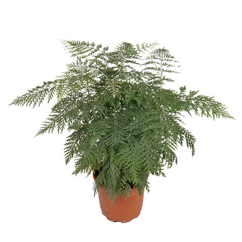 Roble plateado, semilla de Grevillea