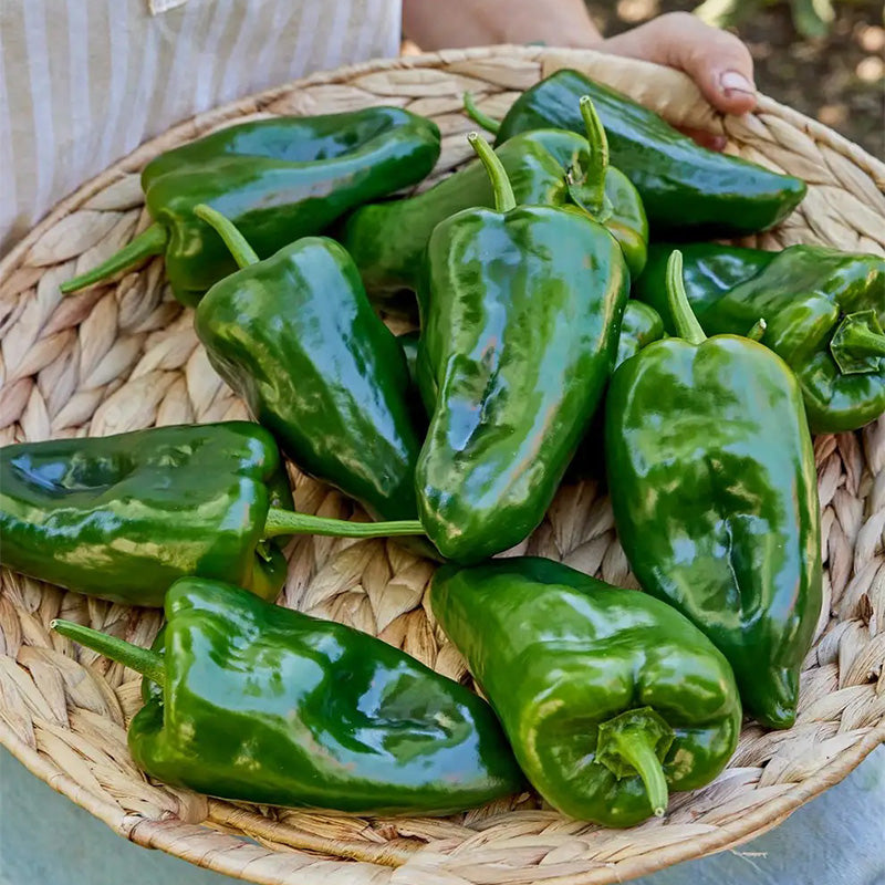 Pepper, Hot, Poblano (Ancho)