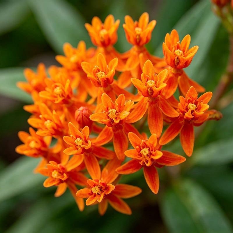 Orange Butterfly Weed (Asclepias tuberosa) Seeds