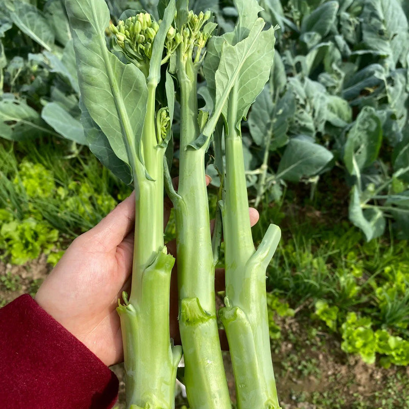 Heirloom Gai Lan Seeds (Chinese Broccoli)