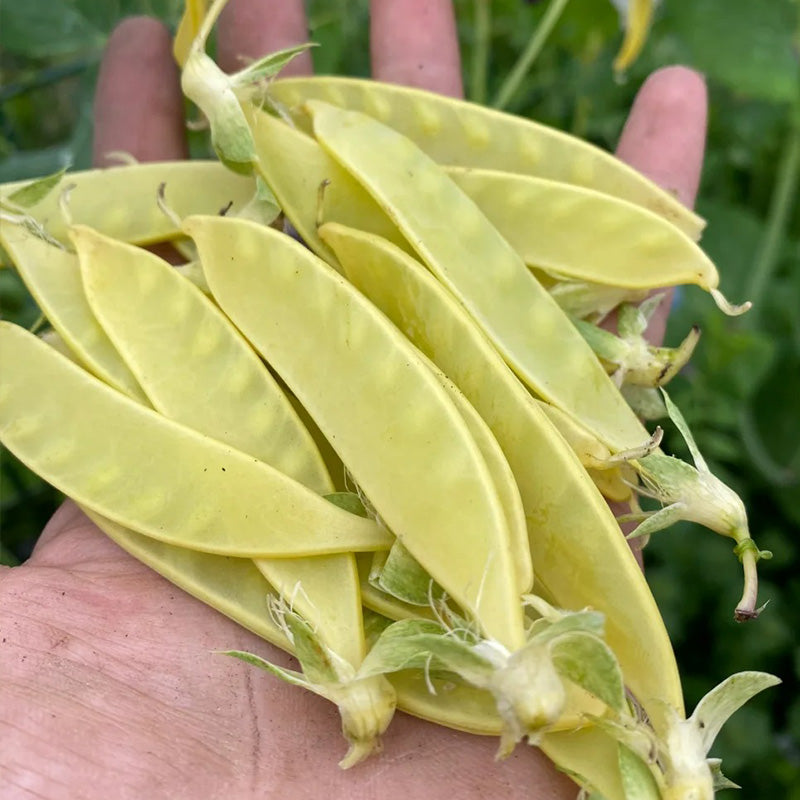 Blue-Flowered Golden Snow Pea Seeds