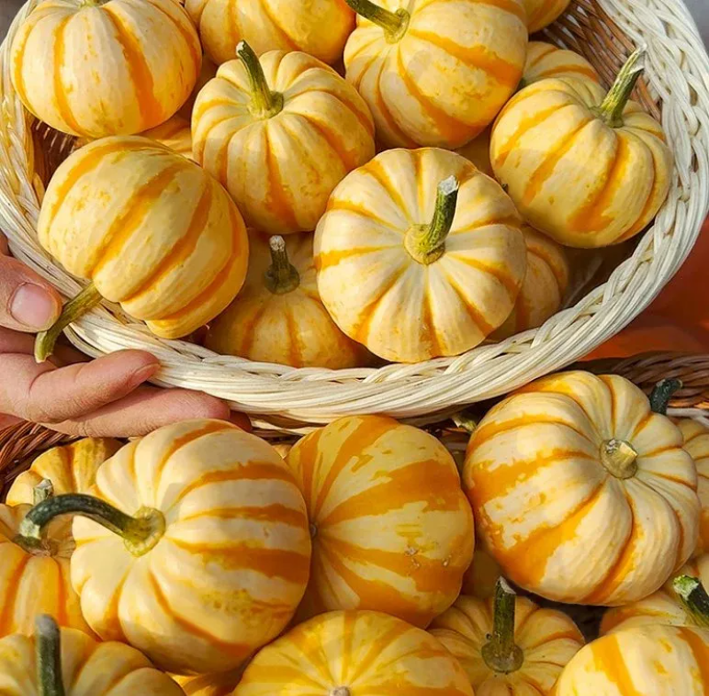 Yellow Beibei Pumpkin Sweet Glutinous BeiBei Mini Chestnut Pumpkin Seeds