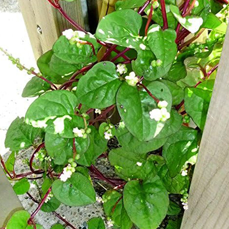 Semillas de espinaca de tallo rojo de Malabar