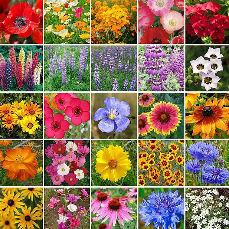 Semillas de flores silvestres mixtas