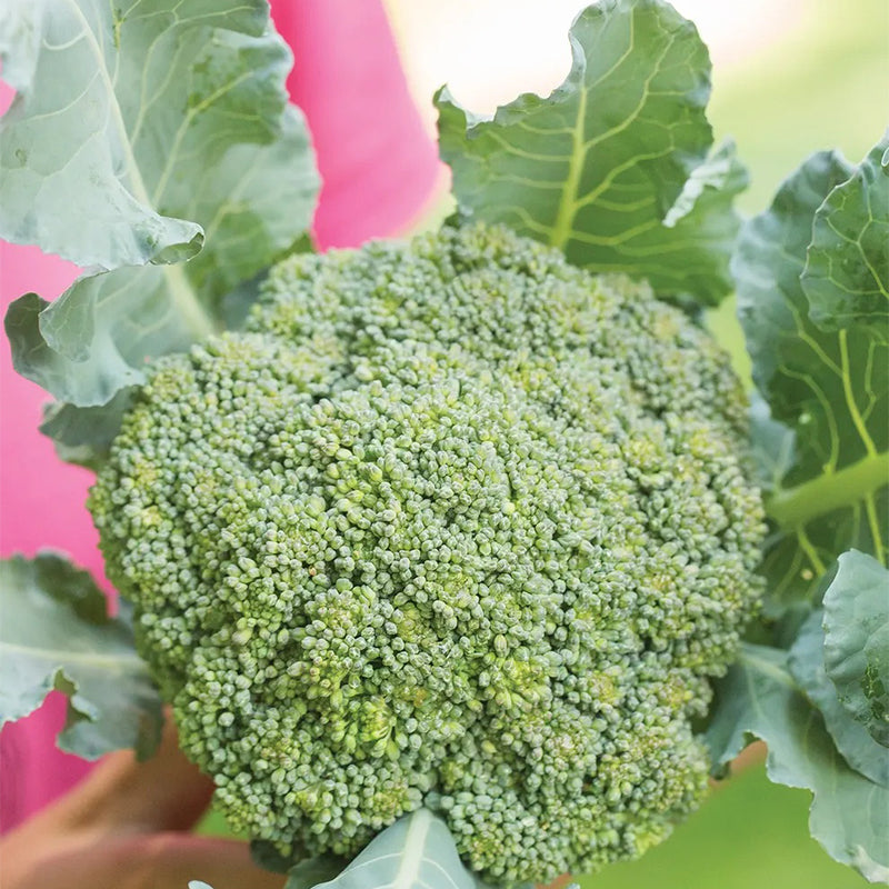 Broccoli, Eastern Magic Hybrid