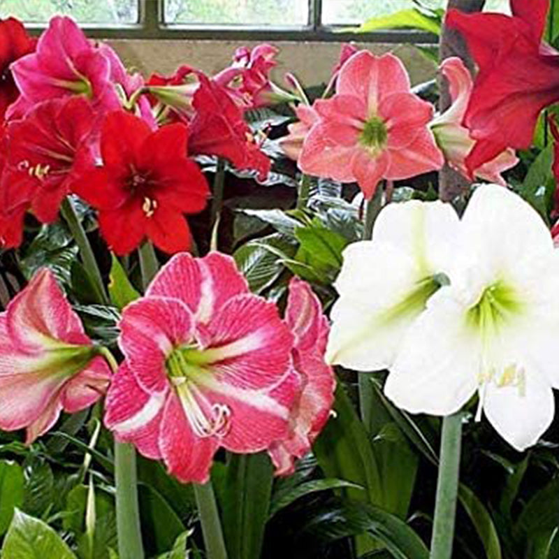 Amarilis de belleza rayada