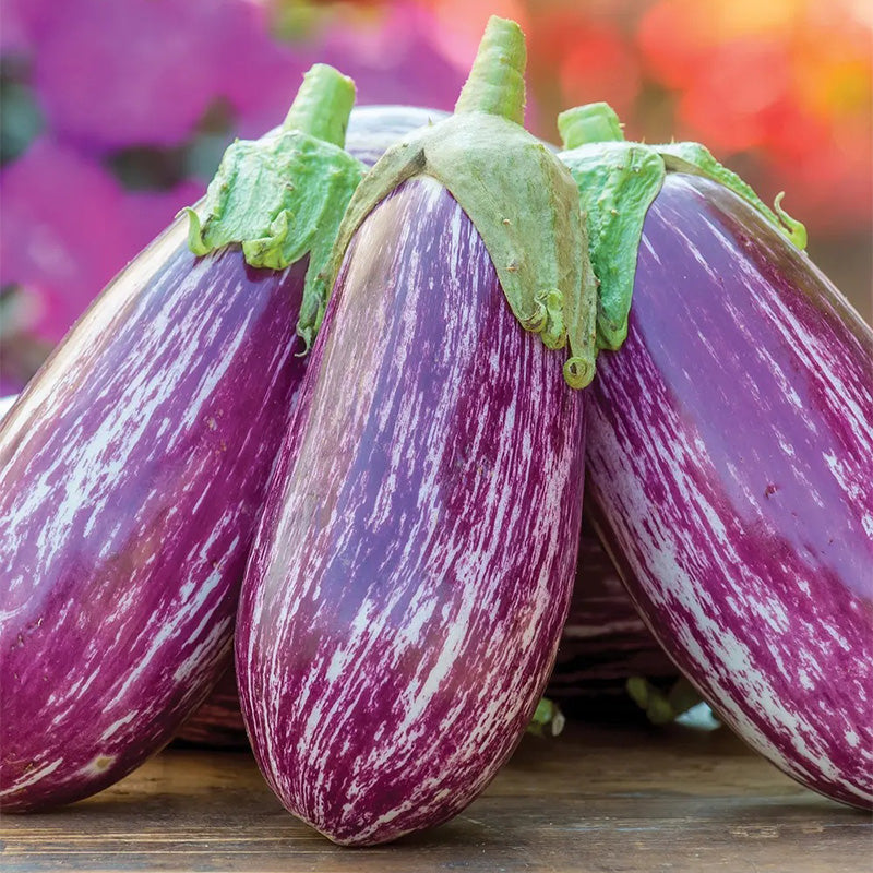 Eggplant, Shooting Stars