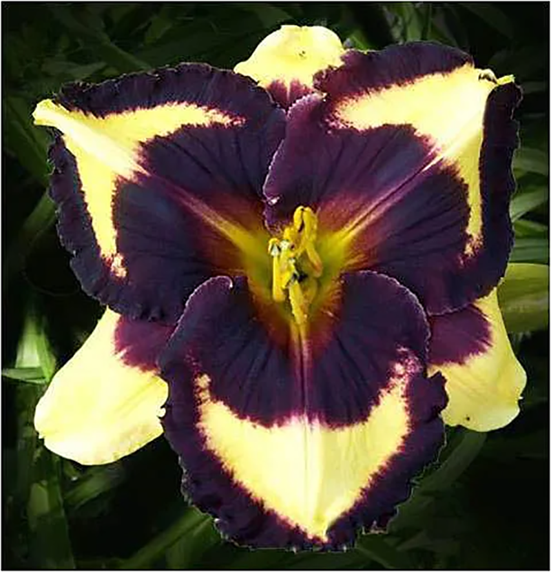 Daylily Hybrid Flowers Seeds, Hemerocallis Hybrid