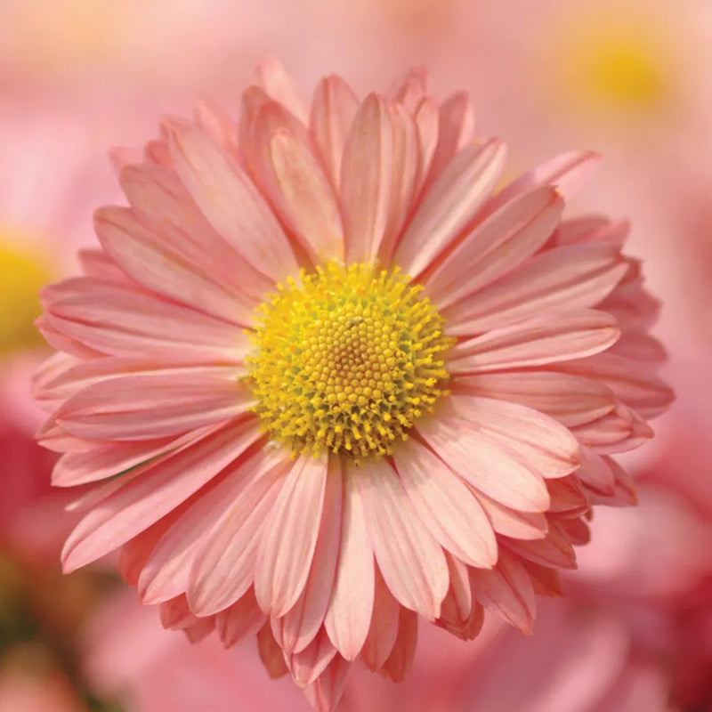 Garden Mum, Mammoth Daisy Coral