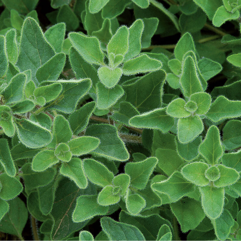 Greek Oregano Herb Seed
