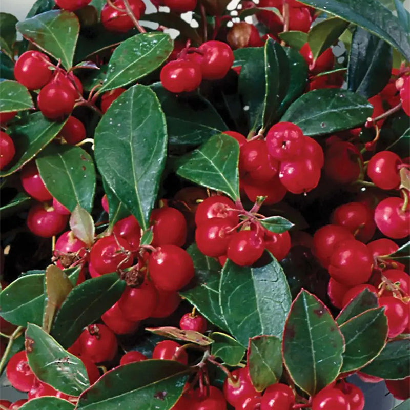 Hierba, Wintergreen con envoltura decorativa