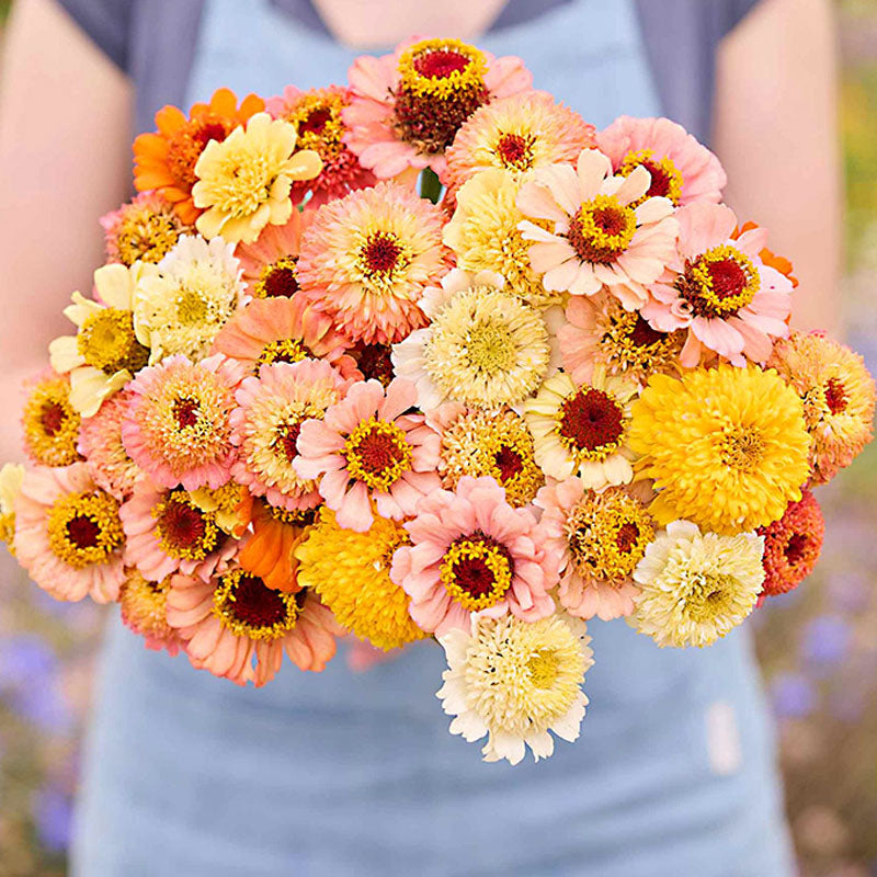 Cresto! Peaches & Cream Zinnia Seeds