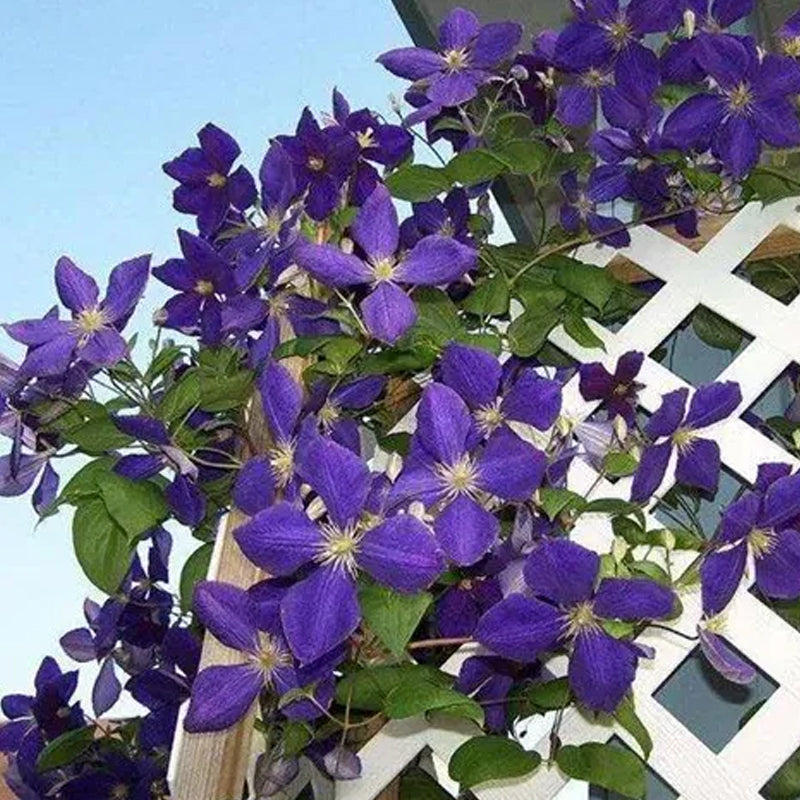 Climbing Clematis Seeds