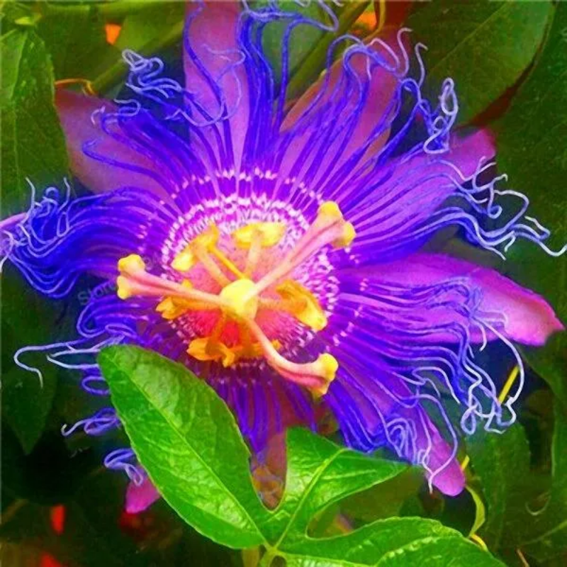 Egrow Passion Flower Seeds Garden Rare Passiflora Incarnata Fruit Plants Seeds