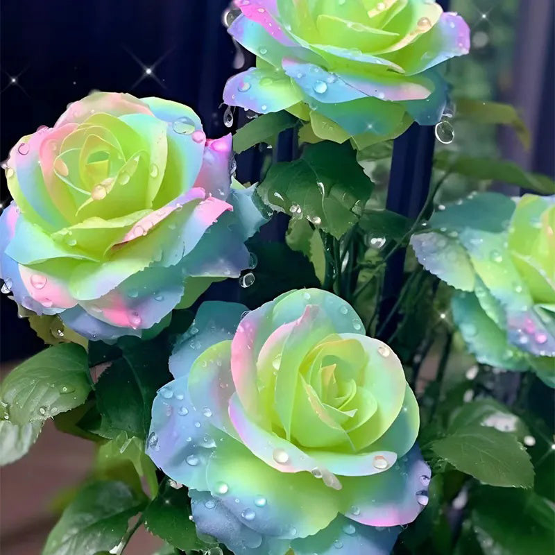 Mandala Langaros Rose de la región occidental