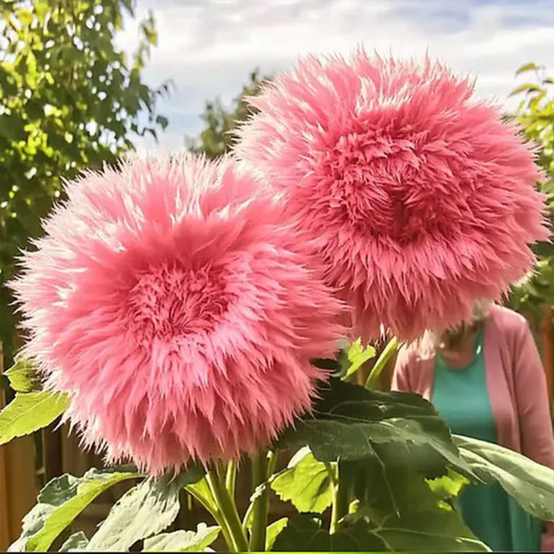 Semillas de girasol gigantes de color morado con forma de osito de peluche